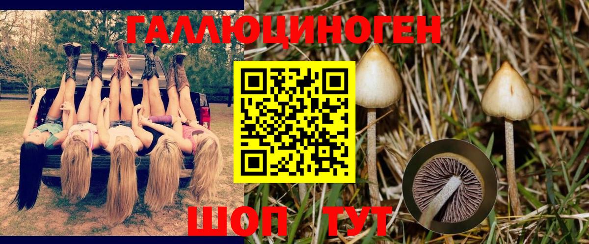Псилоцибиновые грибы GOLDEN TEACHER  Псилоцибиновые грибы MAGIC MUSHROOMS  Вход с VPN  Кингисепп 